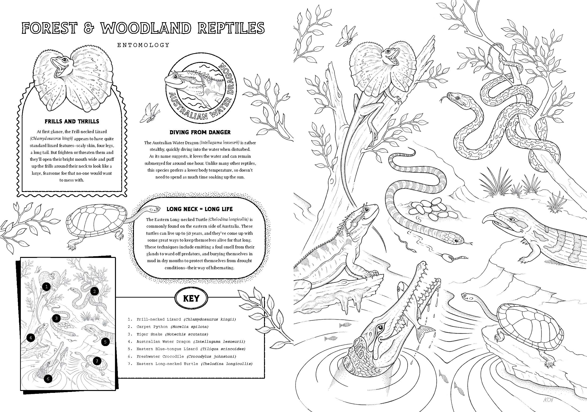 Friends of the Museum: A Melbourne Museum Colouring Book