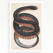 Melbourne Museum Rare Book Postcard