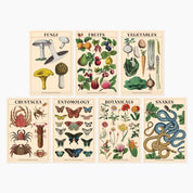 Museums Victoria Rare Books Postcards