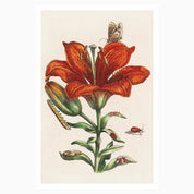 Melbourne Museum Rare Book Postcard
