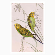 Melbourne Museum Rare Book Postcard