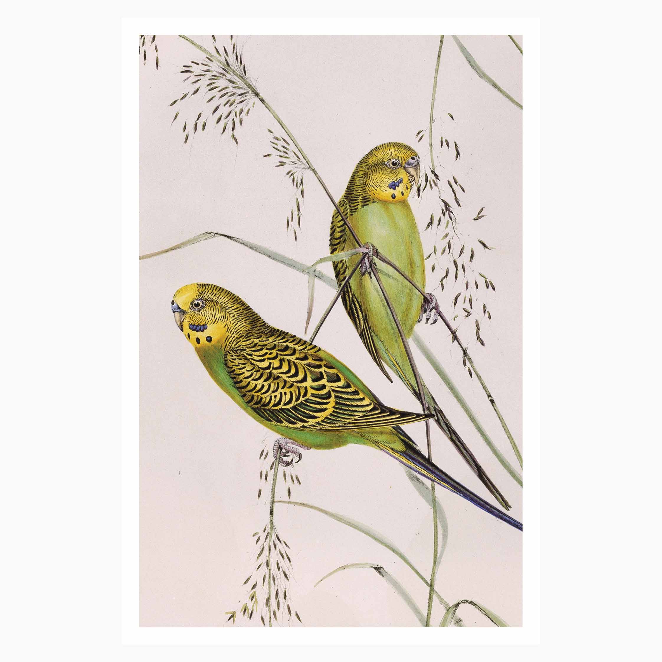 Melbourne Museum Rare Book Postcard