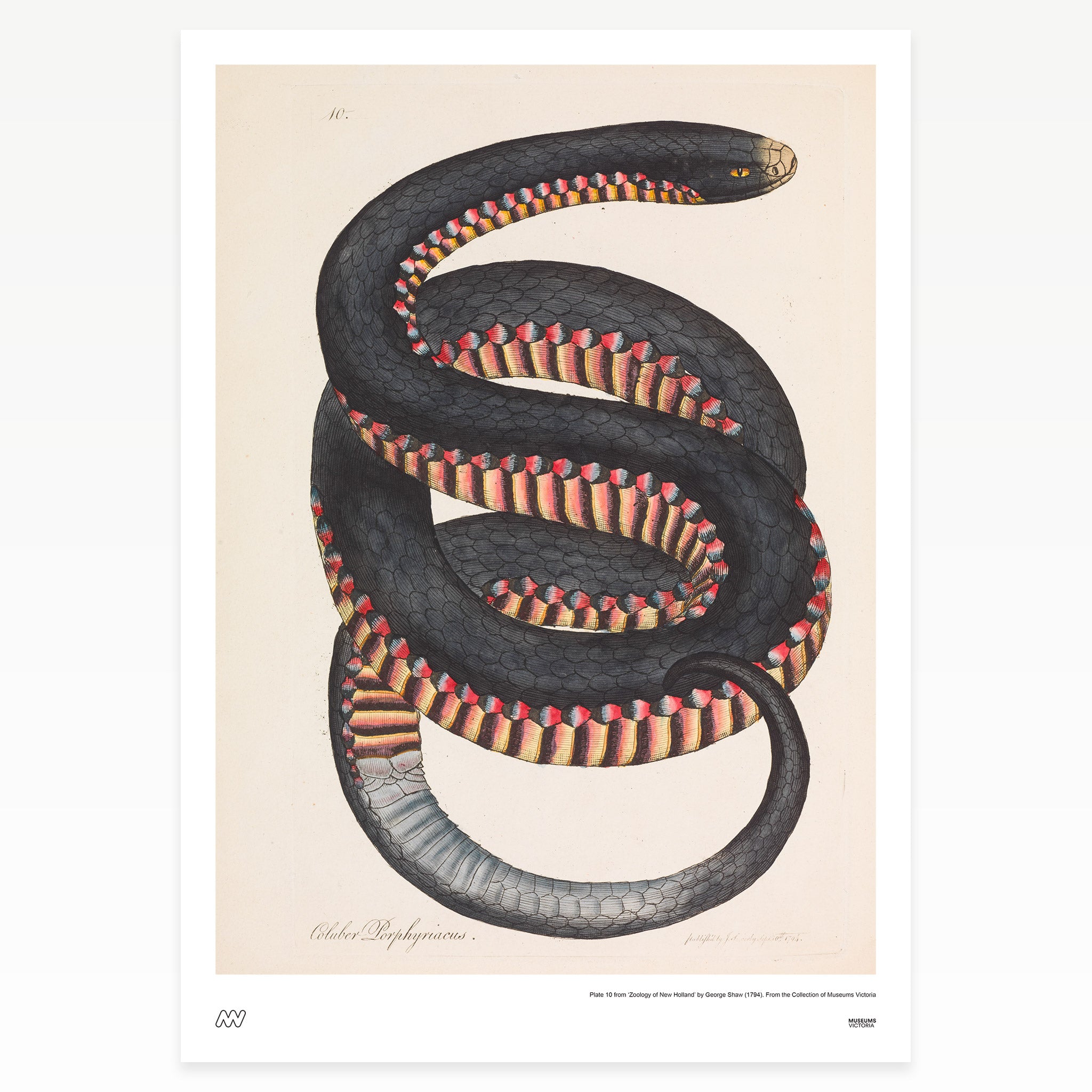 A2_000092981-black-snake.jpg