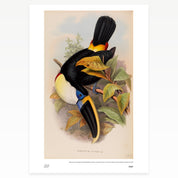 Toucans Rare Book Print - A2