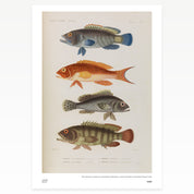 Poissons Rare Book Print - A2