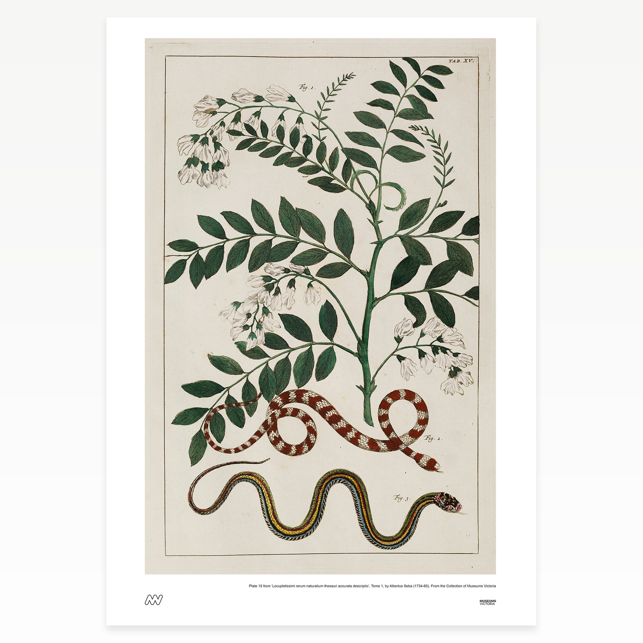 Plants and Snakes Rare Book Print - A2