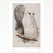 Two owls perched on a branch