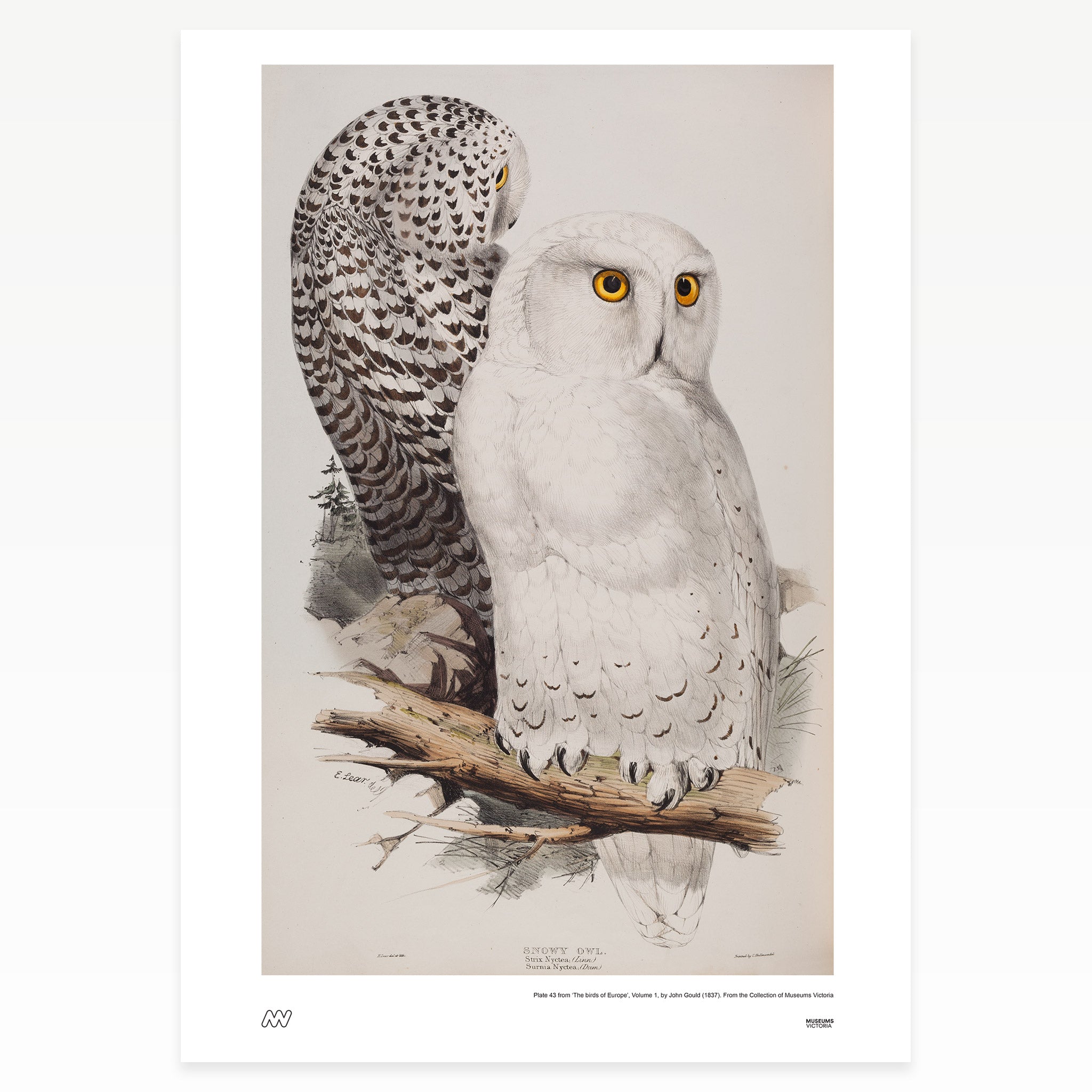 Two owls perched on a branch