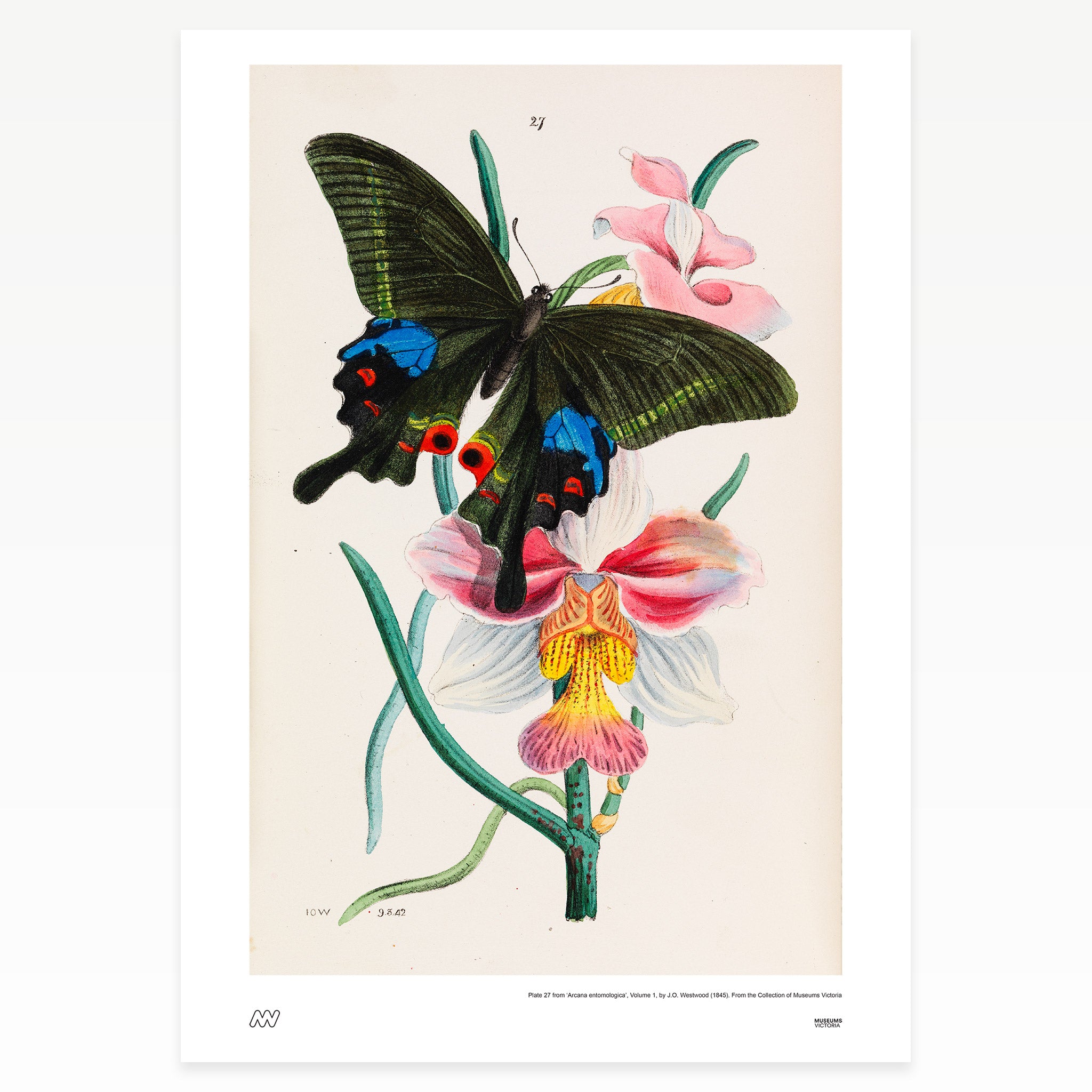 Colourful butterfly and flowers