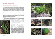 An Introduction to Marine Life