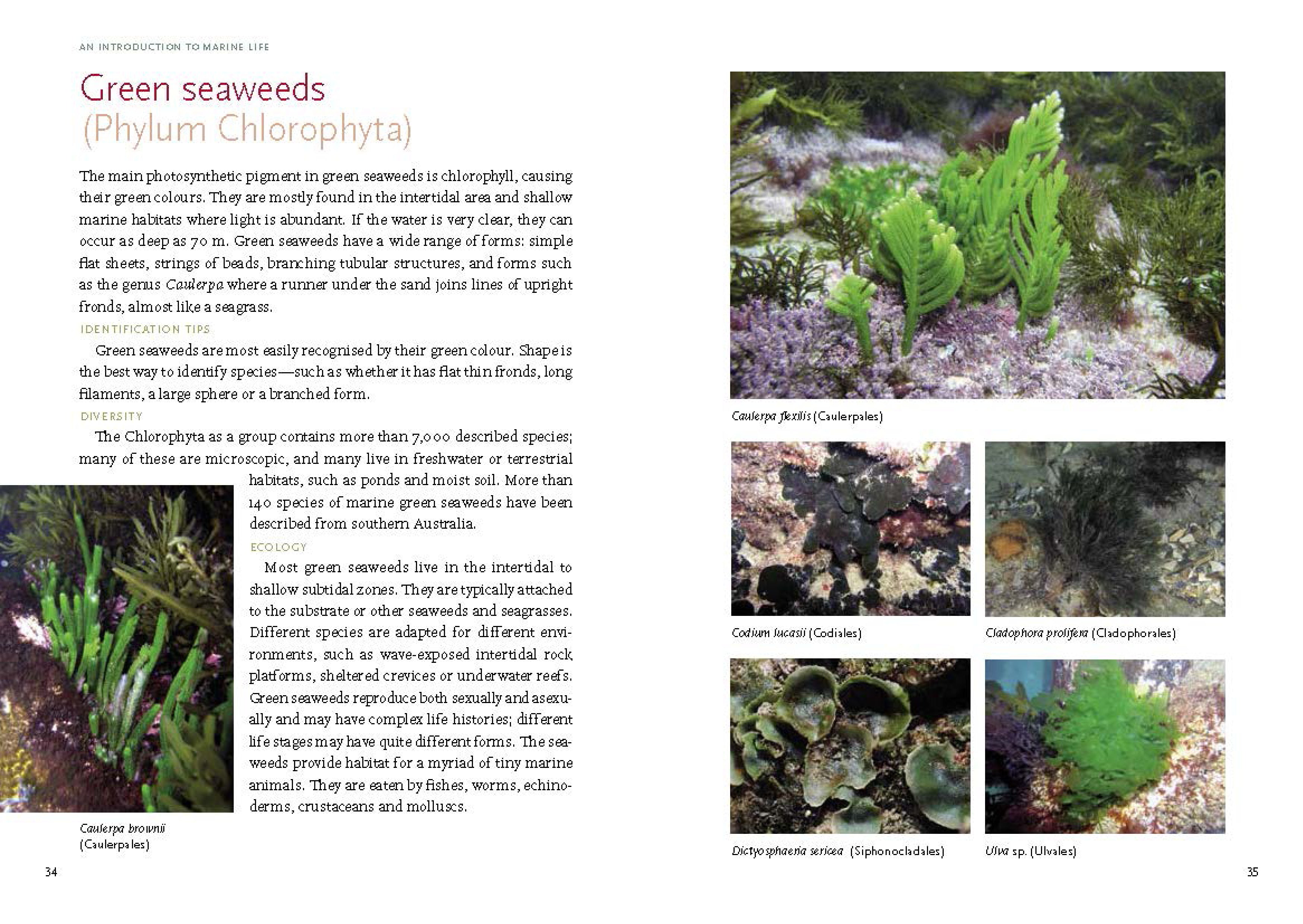 An Introduction to Marine Life