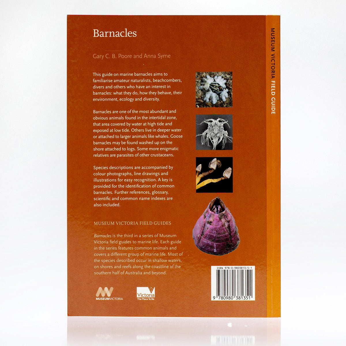 Barnacles