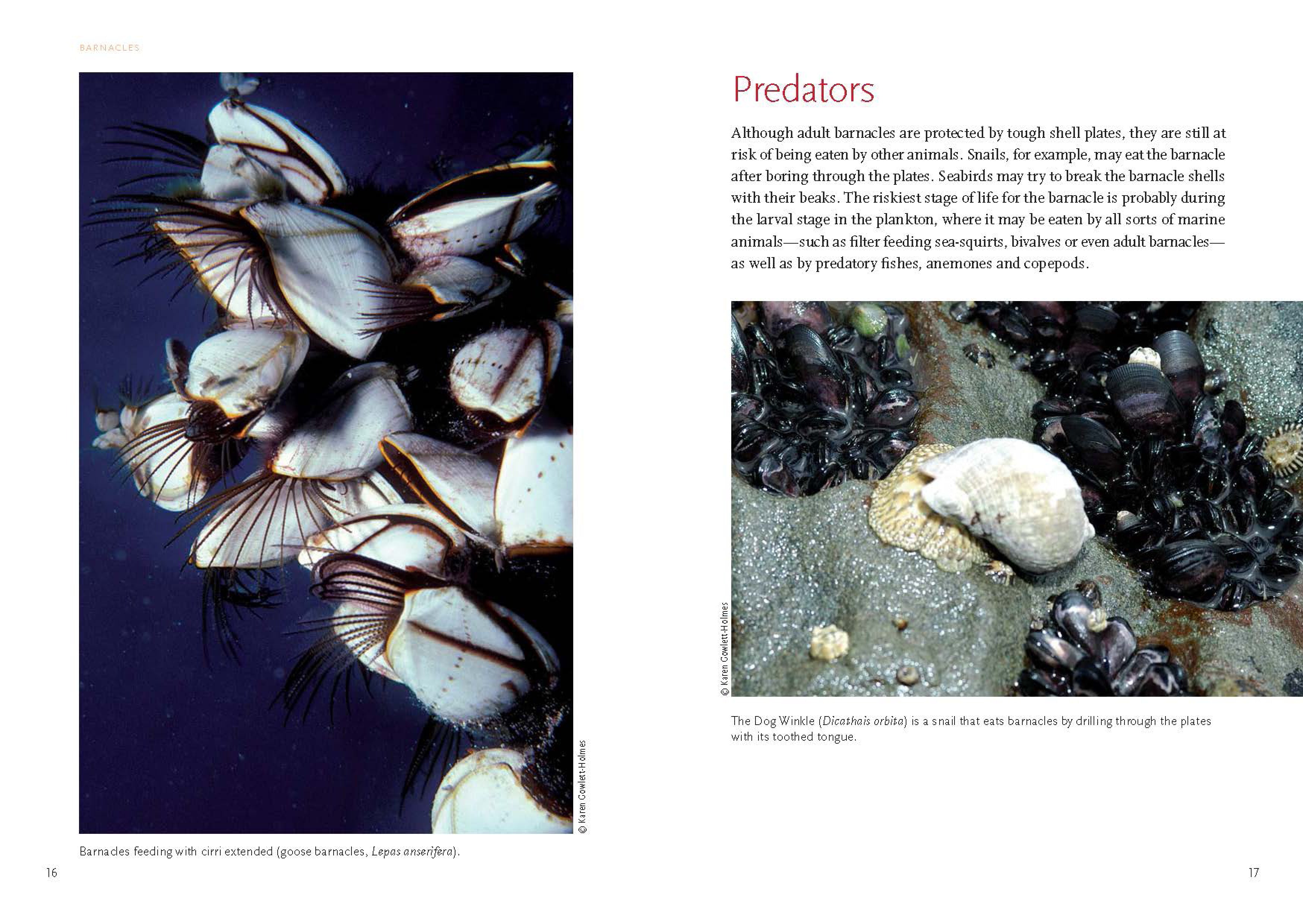Barnacles_Spreads2.jpg