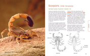 Bugs Alive! A Guide to Keeping Australian Invertebrates