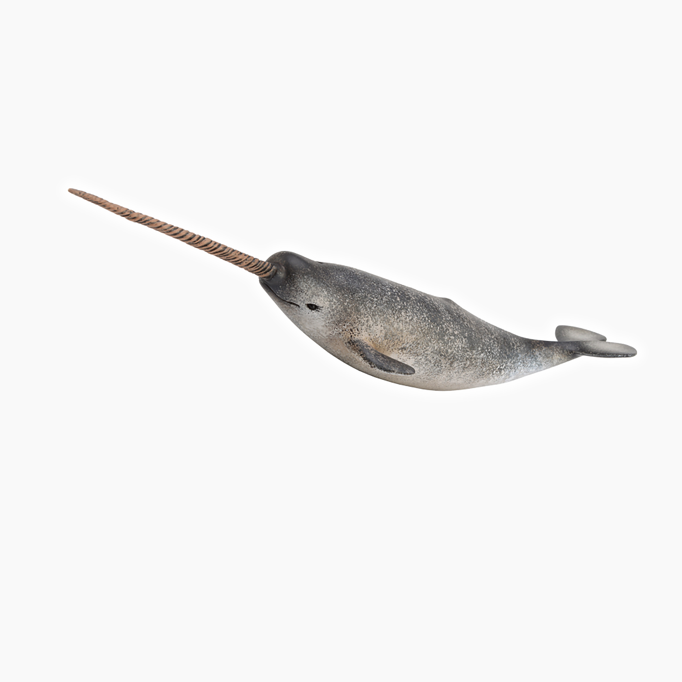 Narwhal Replica Museums Victoria Store