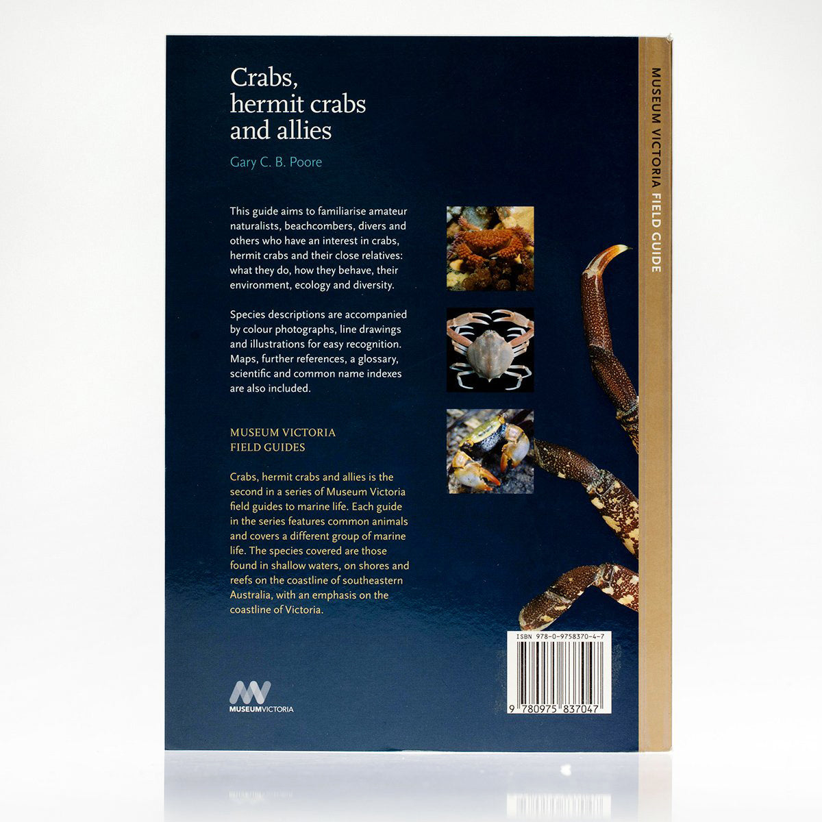 Crabs, Hermit Crabs and Allies