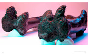 Horridus: Journey of a Triceratops