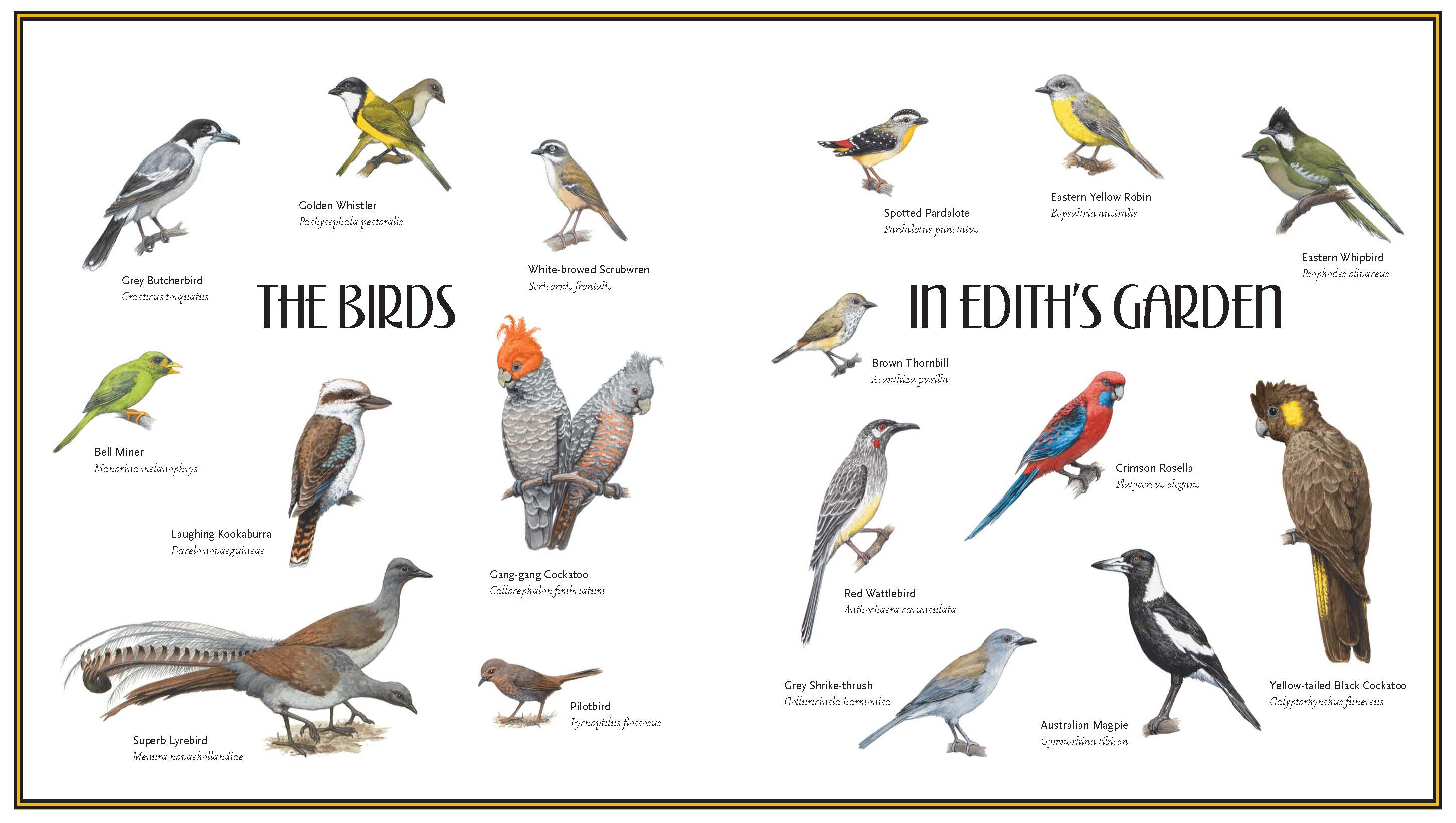 Lyrebird: A True Story