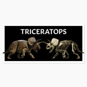 Melbourne Museum Triceratops Postcard