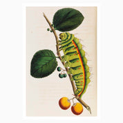 Melbourne Museum Rare Book Postcard