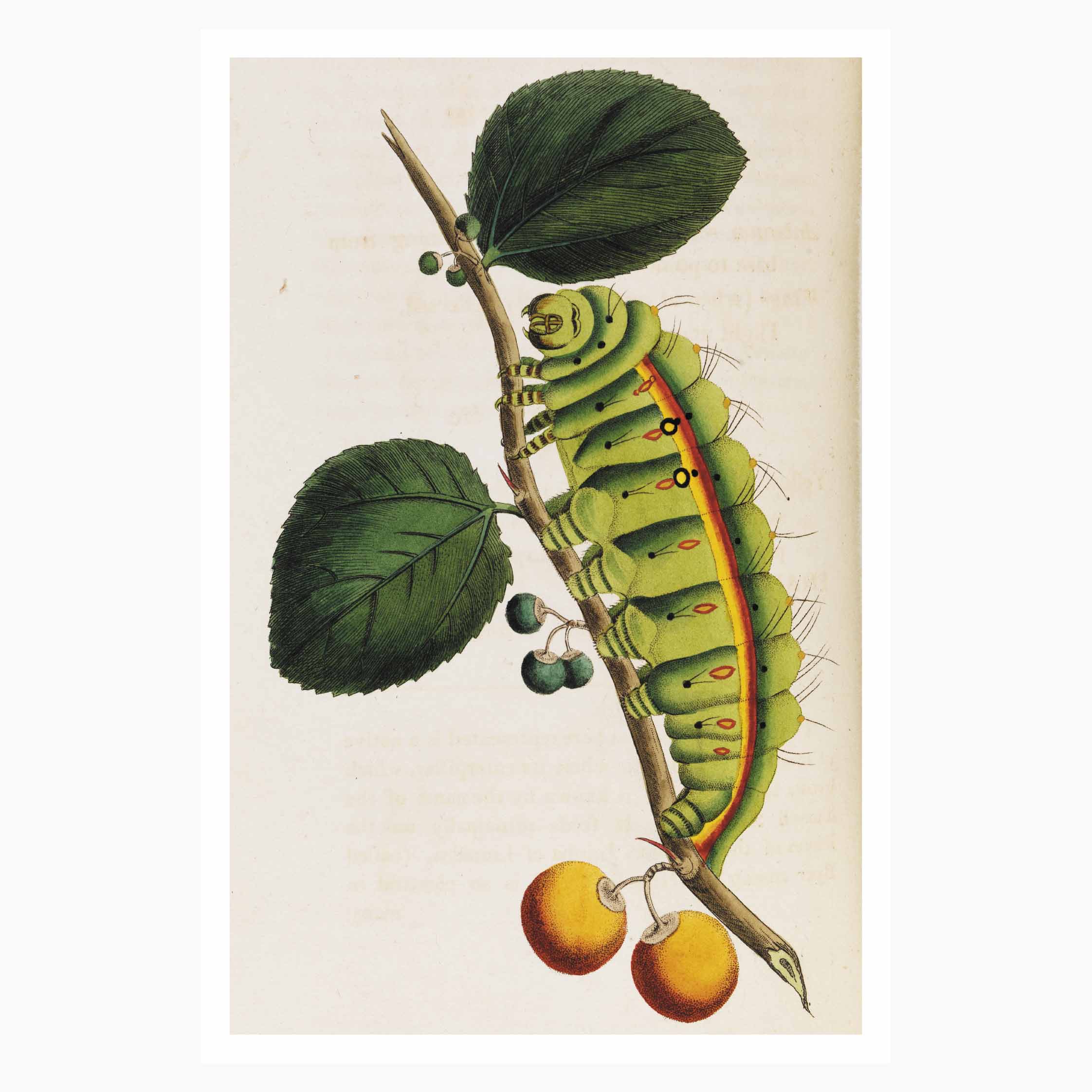 Melbourne Museum Rare Book Postcard