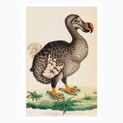 Melbourne Museum Rare Book Postcard