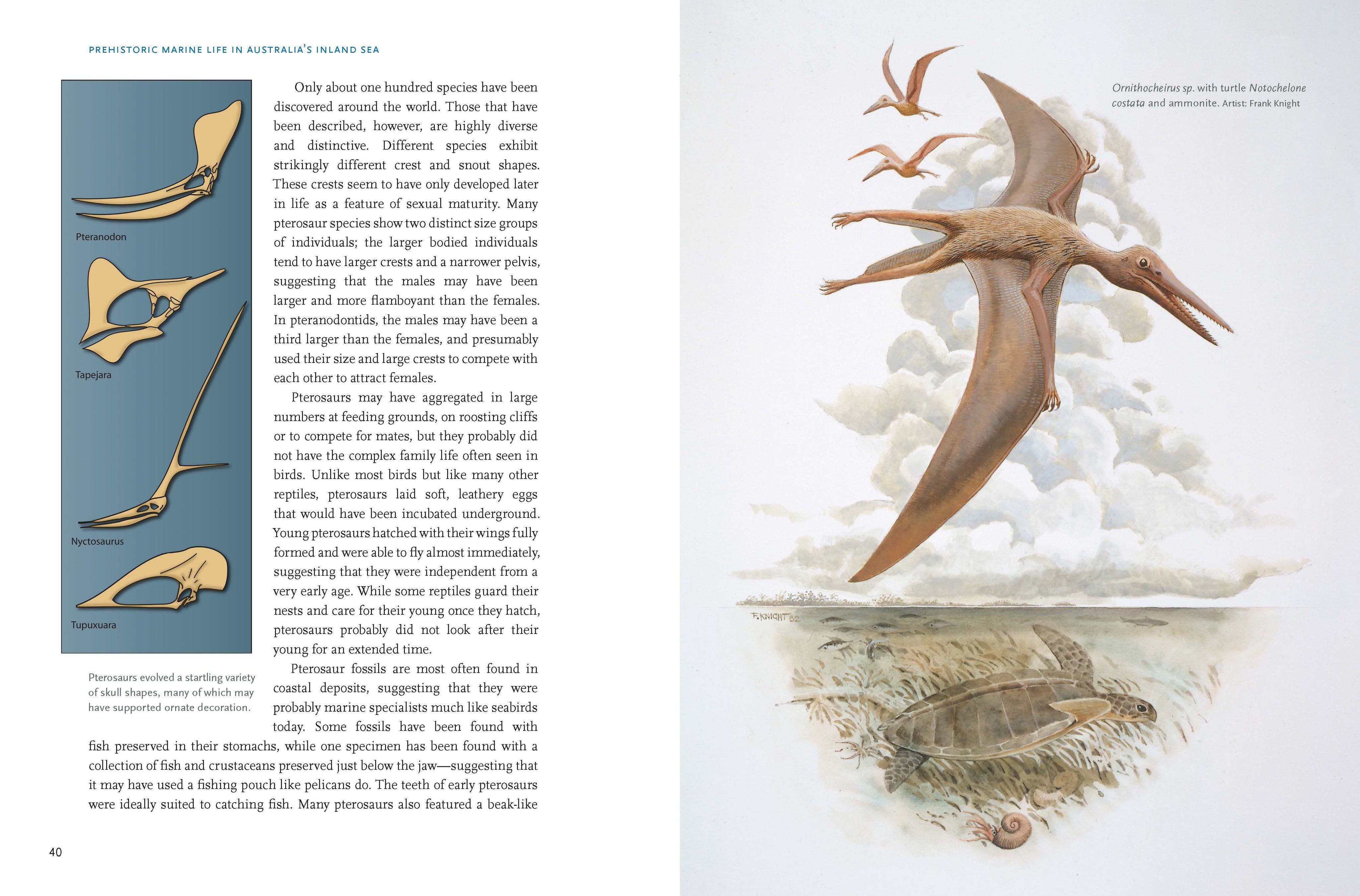 Prehistoric Marine Life in Australia's Inland Sea