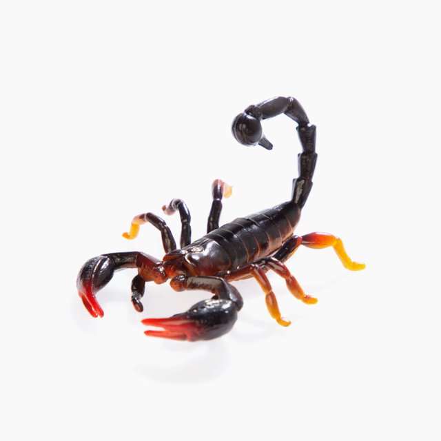 Spiders and Scorpions