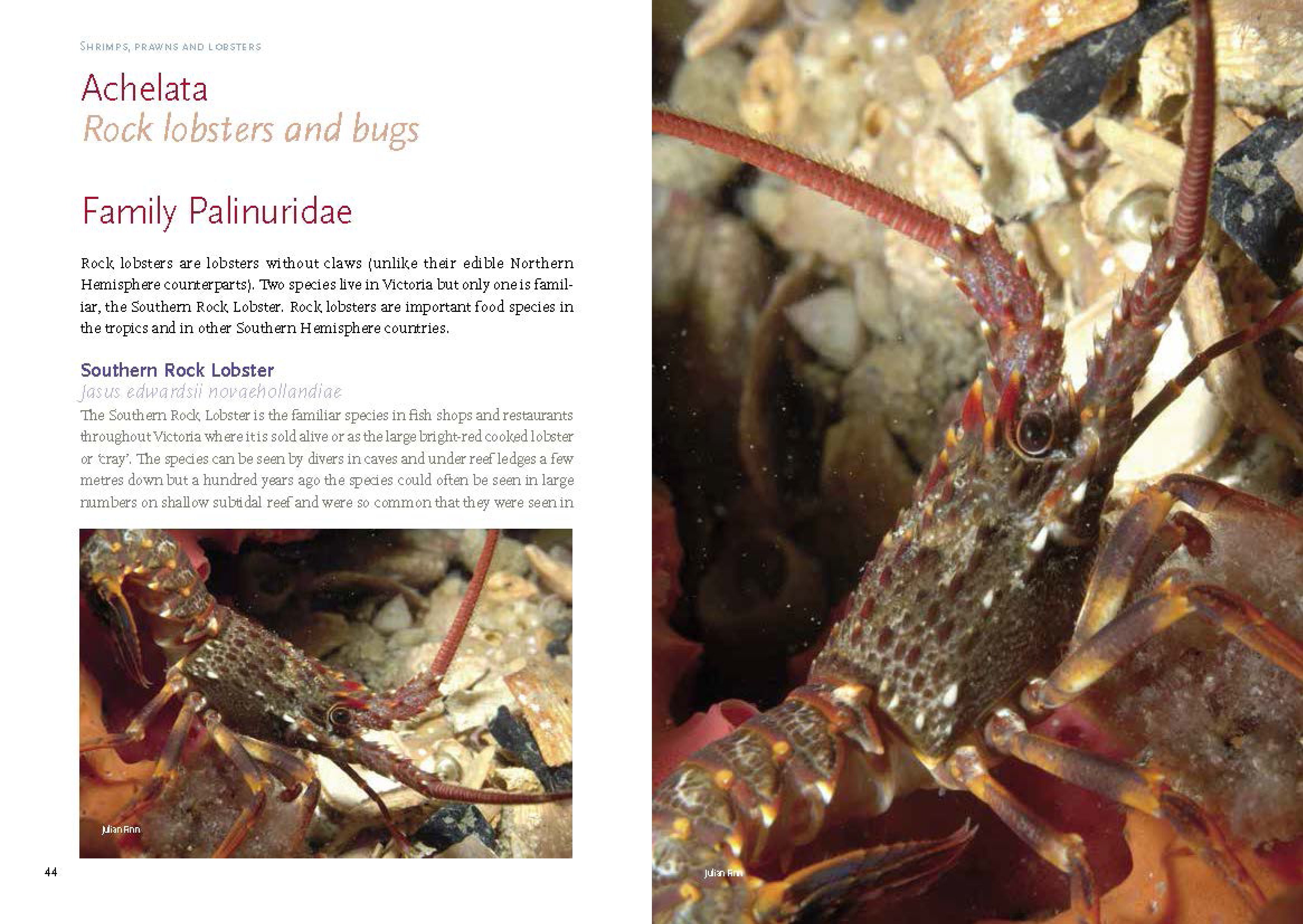 ShrimpsPrawnsandLobsters_Spreads4.jpg