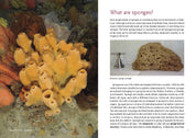 Sponges
