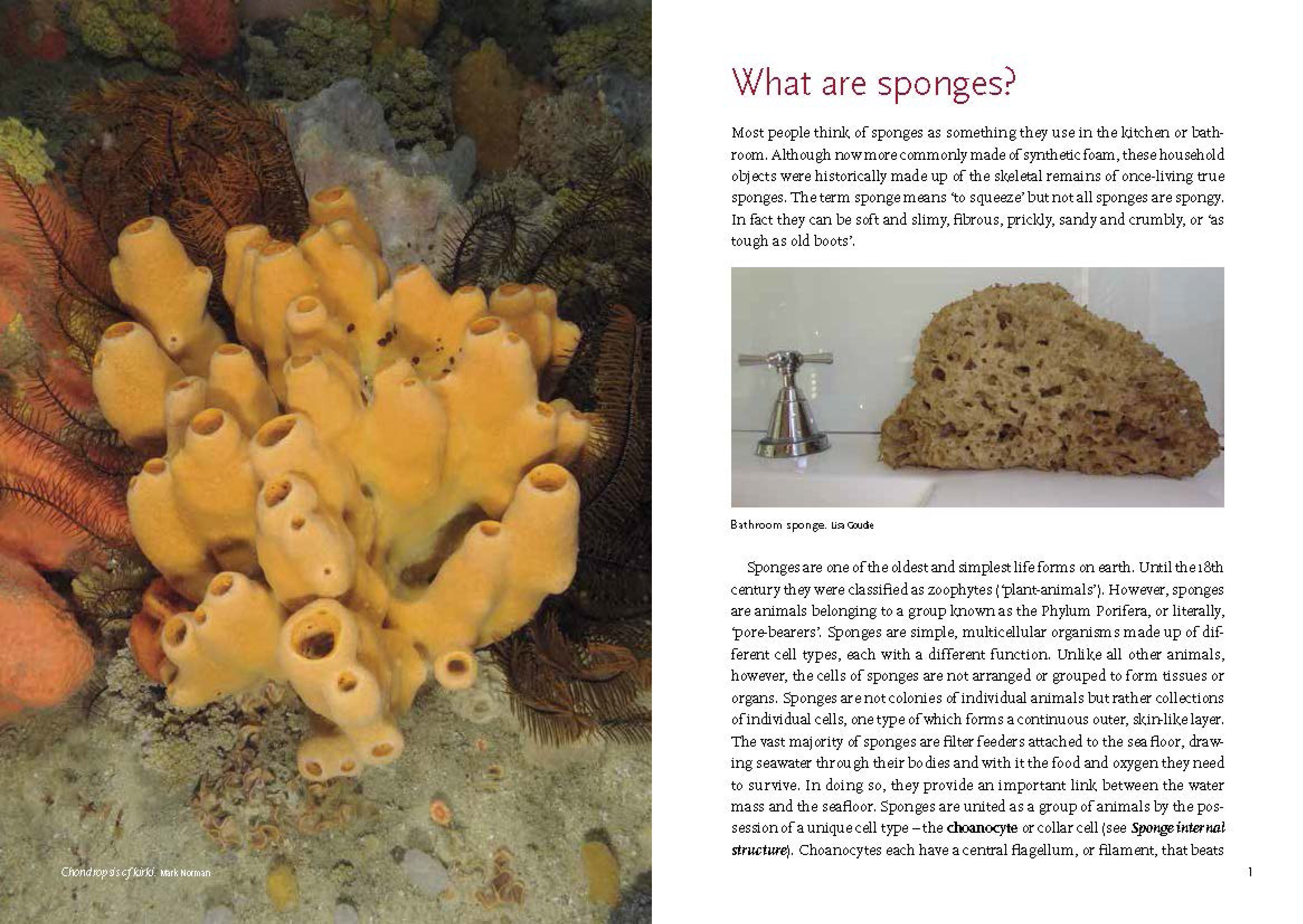 Sponges