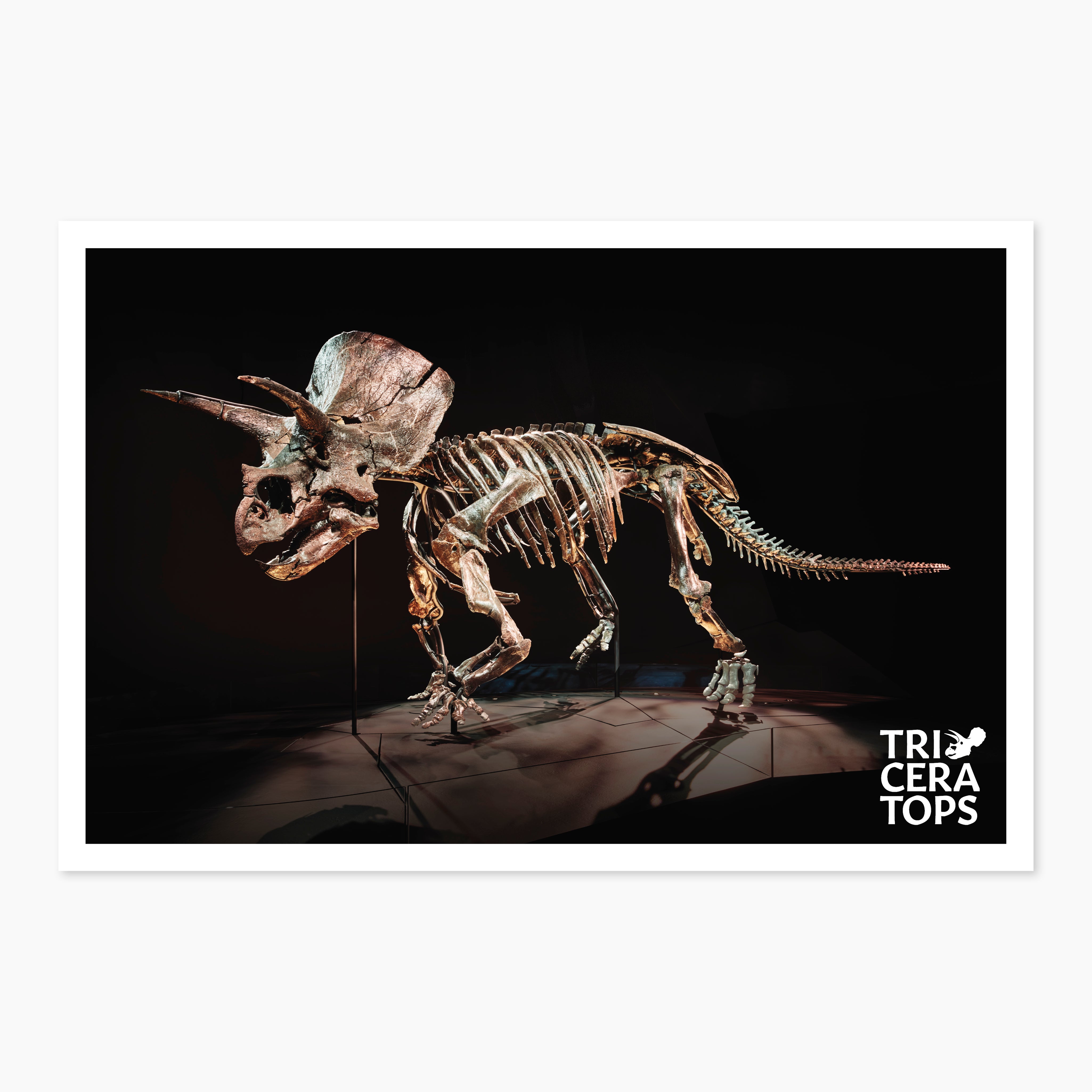 Melbourne Museum Triceratops Postcard