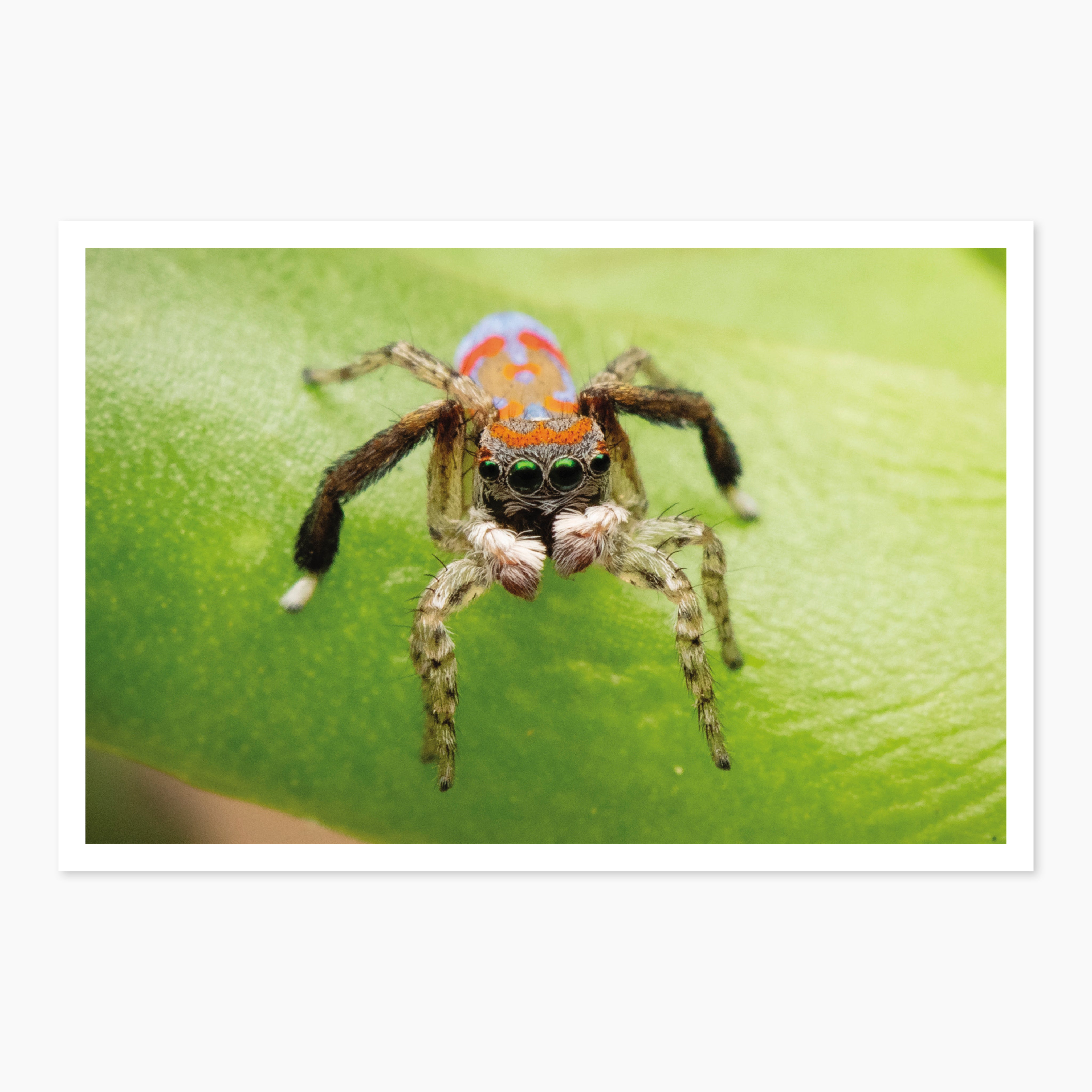 Melbourne Museums Insects Postcards