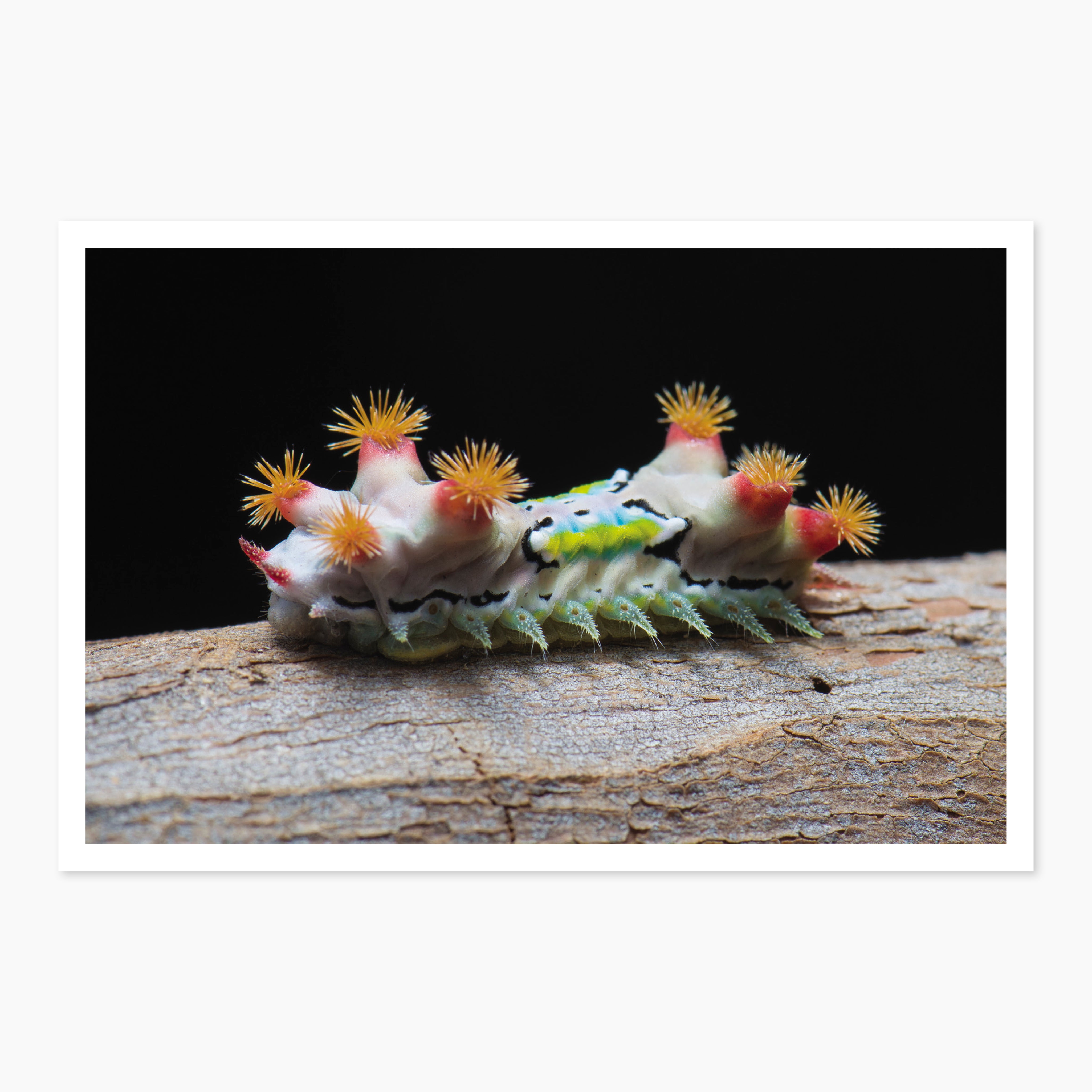 Melbourne Museums Insects Postcards