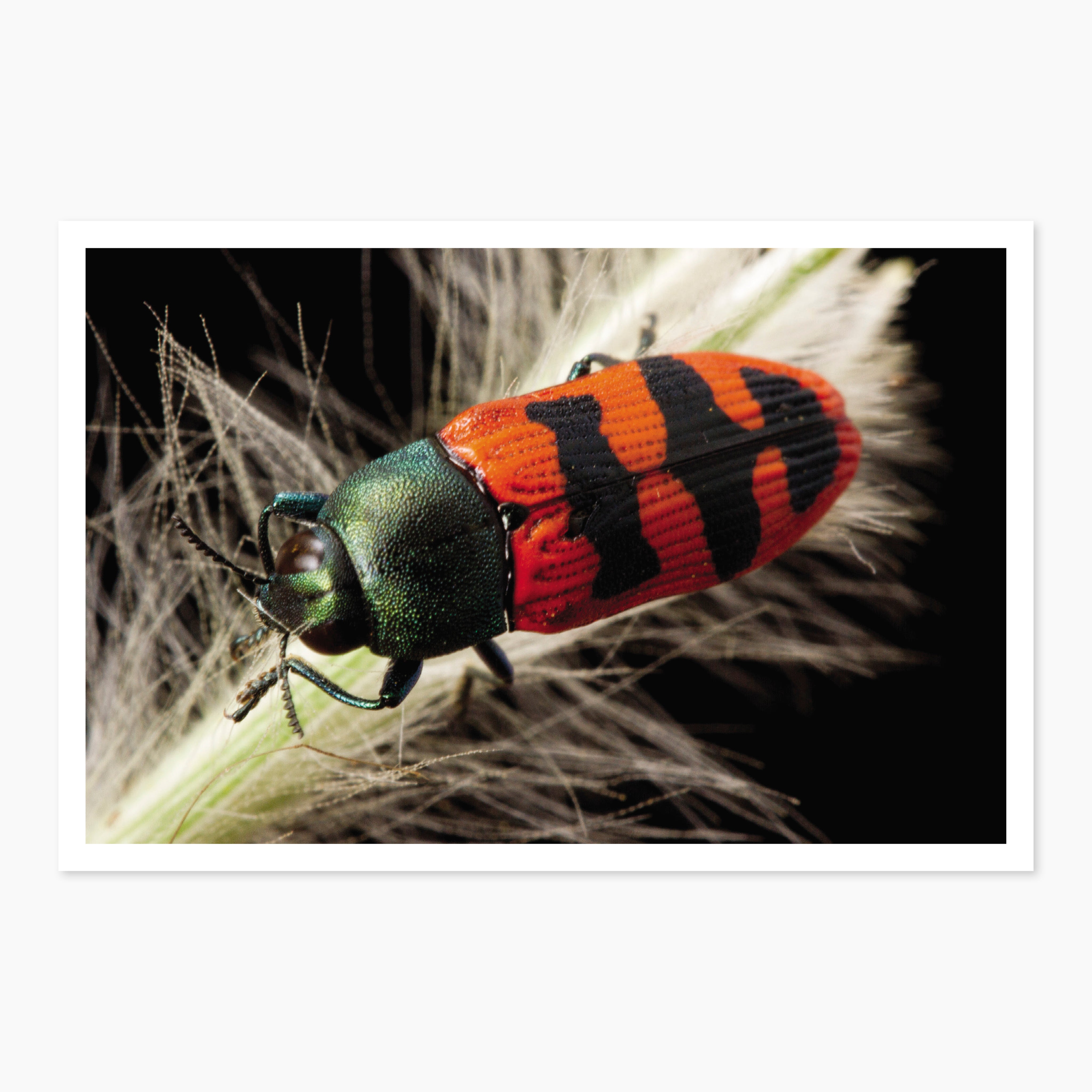 Melbourne Museums Insects Postcards
