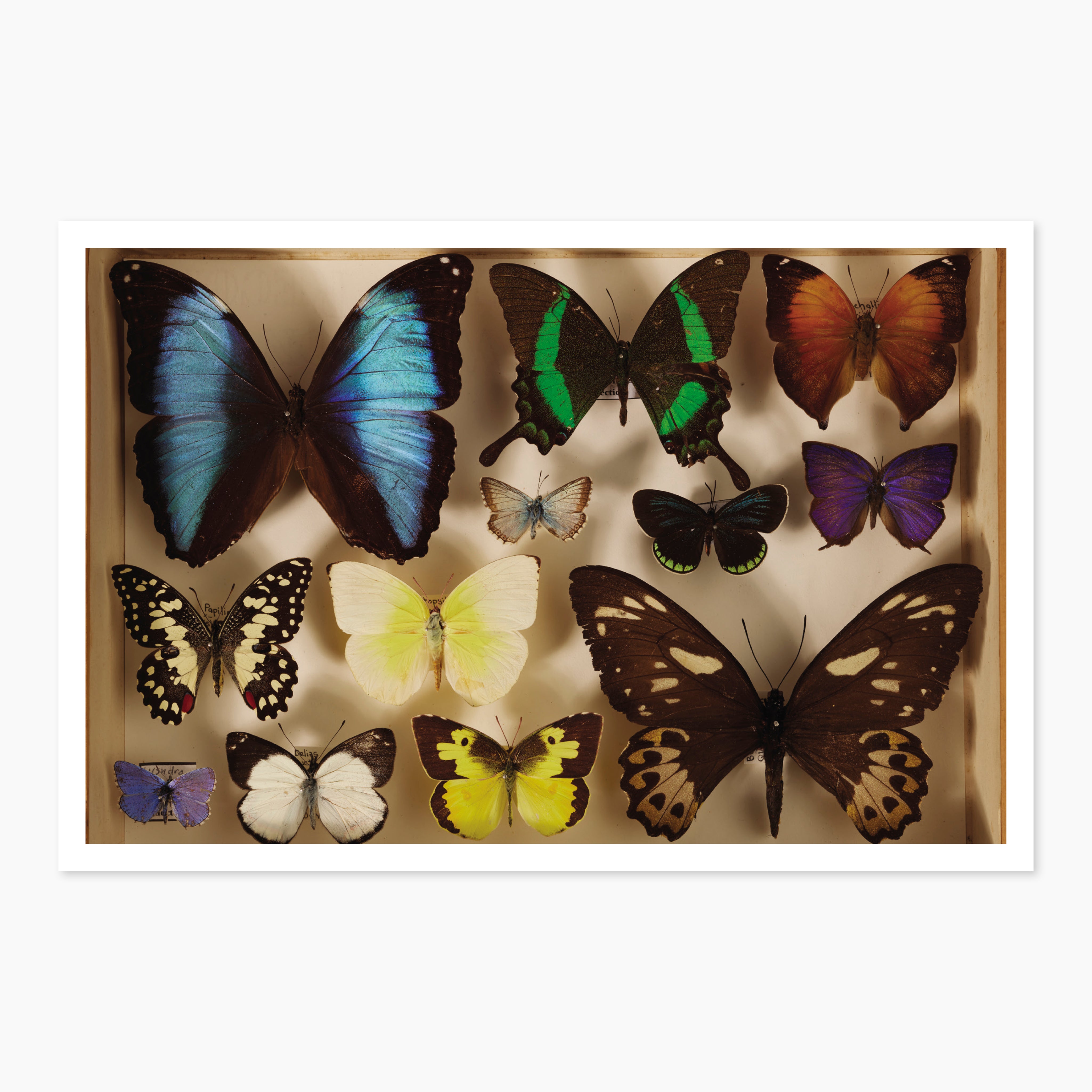 Melbourne Museums Insects Postcards