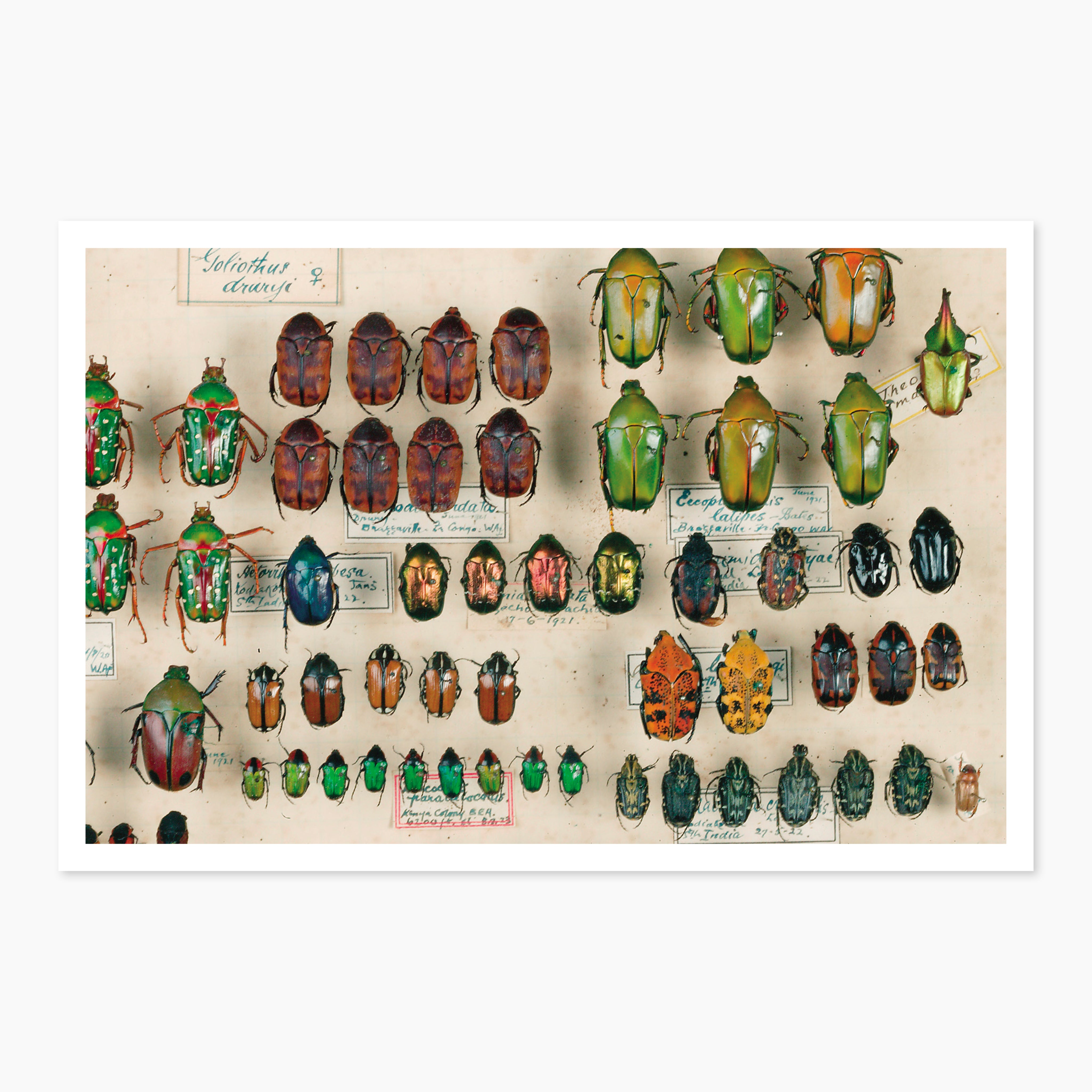 Melbourne Museums Insects Postcards