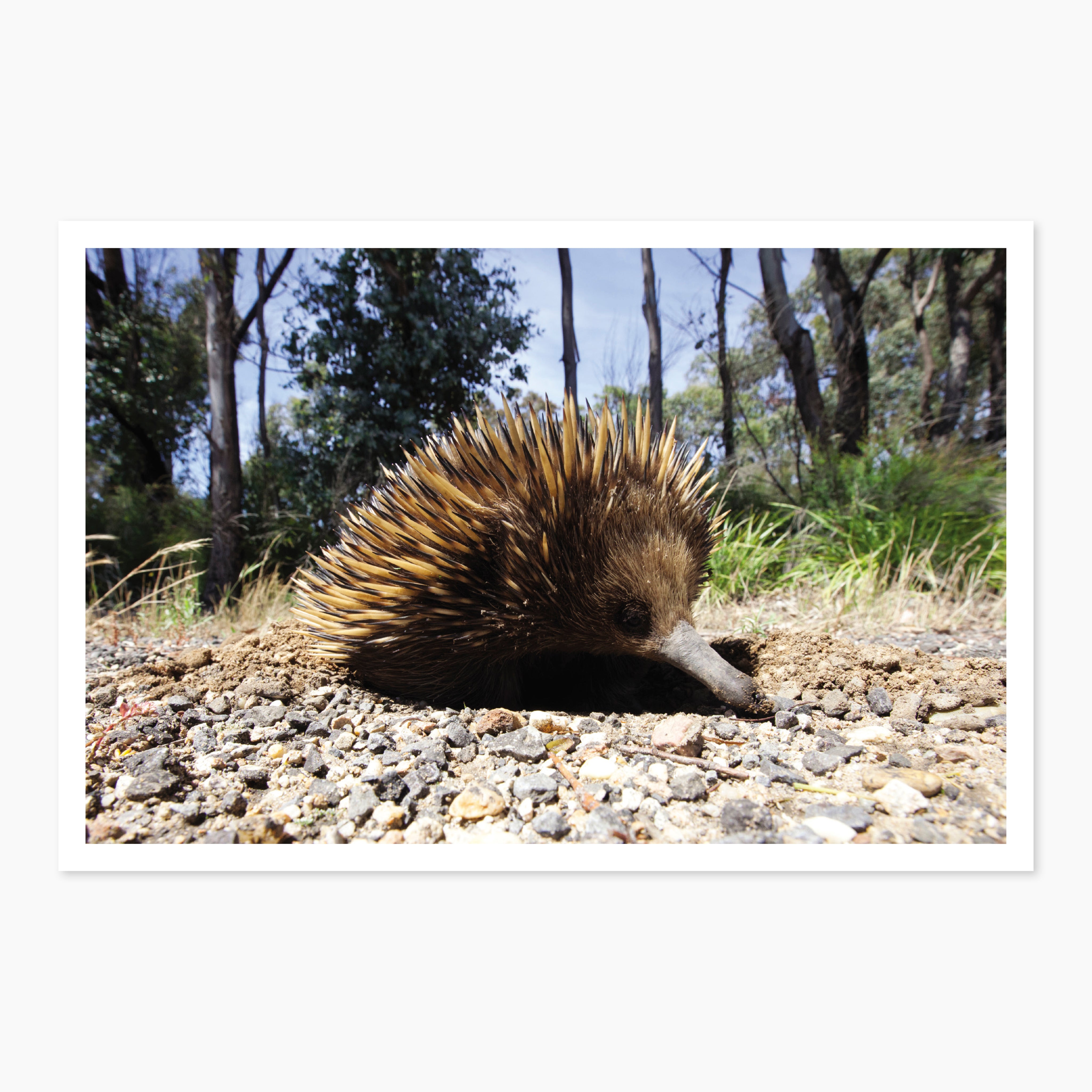 Melbourne Museums Australian Animals Postcards