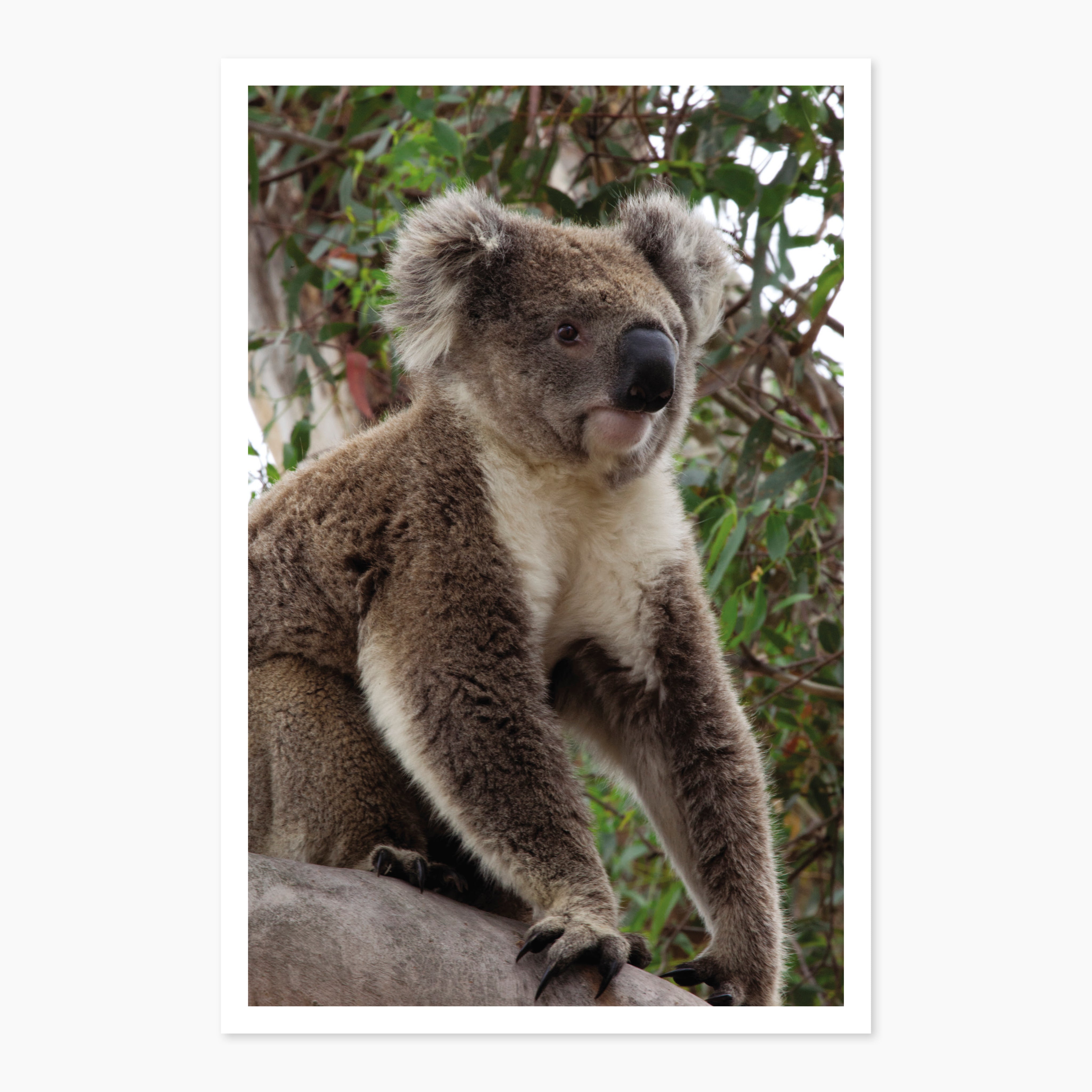 Melbourne Museums Australian Animals Postcards