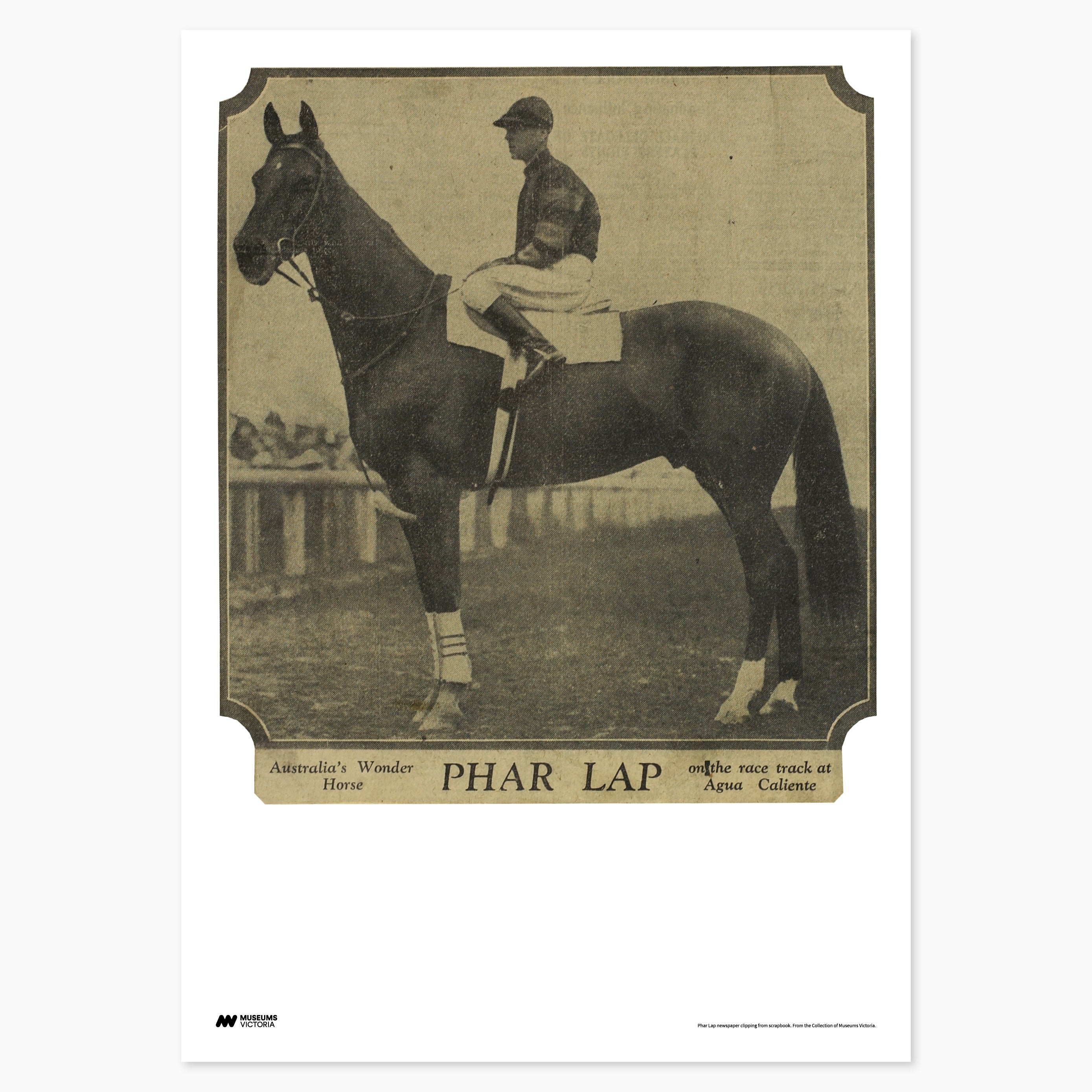 Australia's Wonder Horse Phar Lap Print - A2