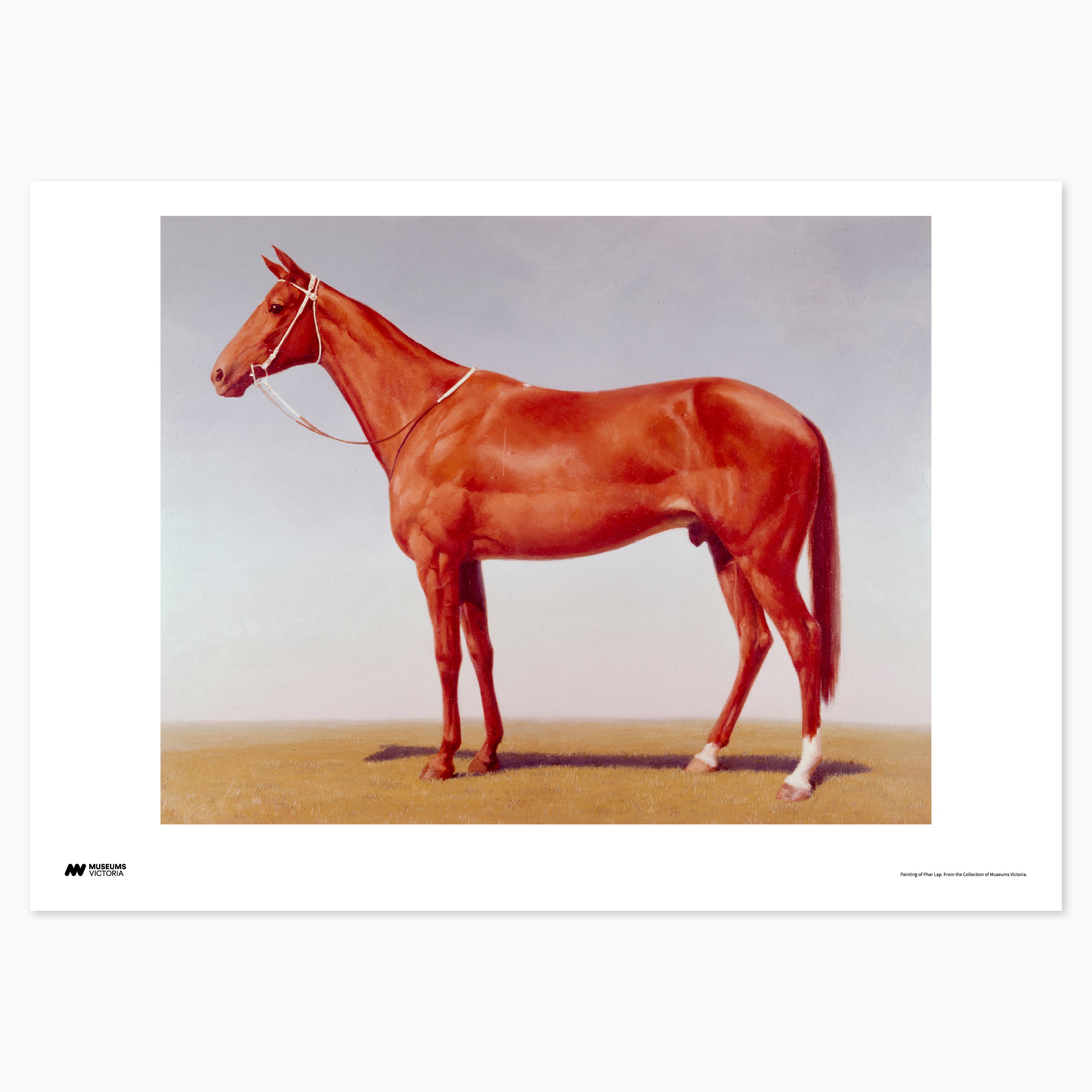 Painting of Phar Lap Print - A2