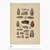 The Snakes of Australia Print - A2