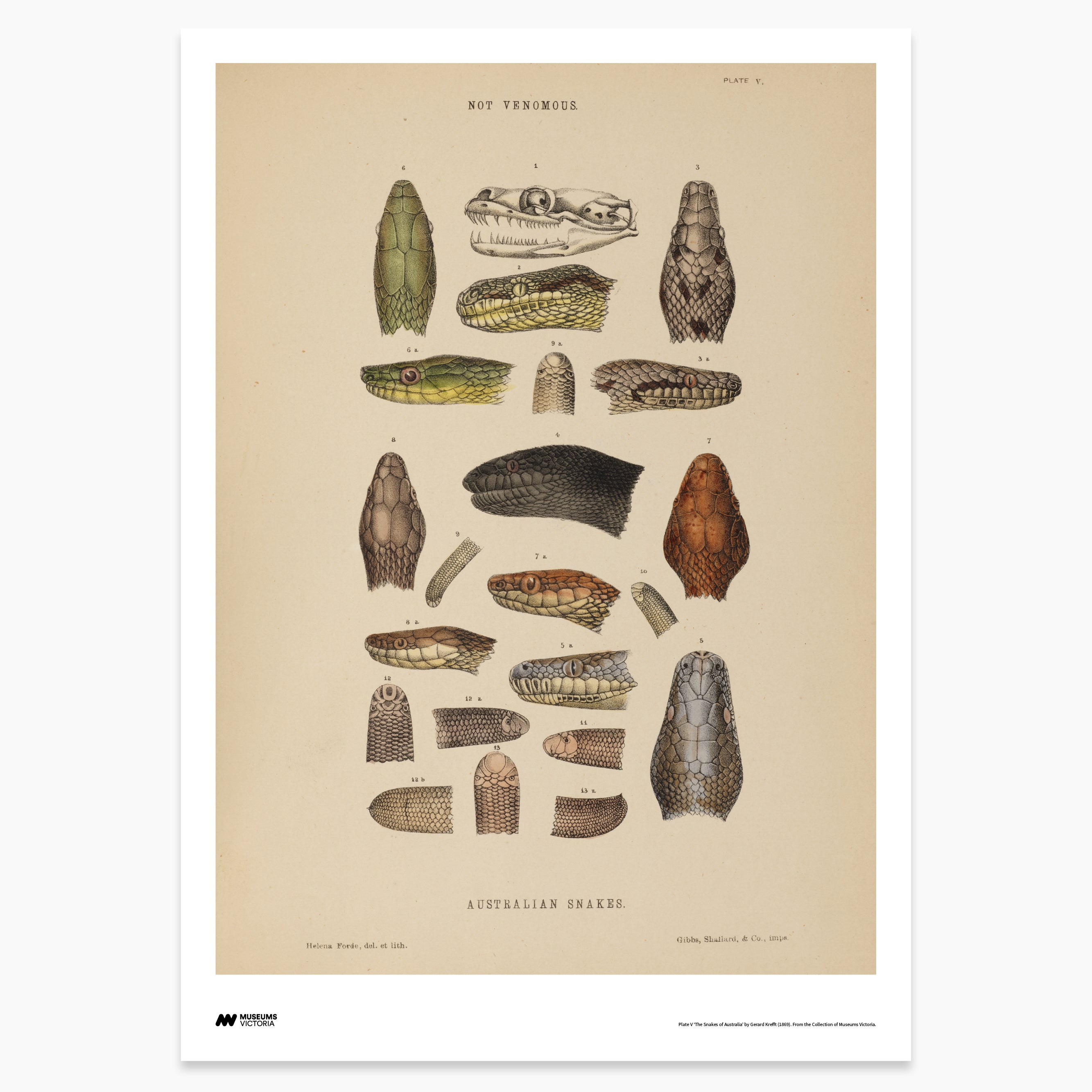 The Snakes of Australia Print - A2