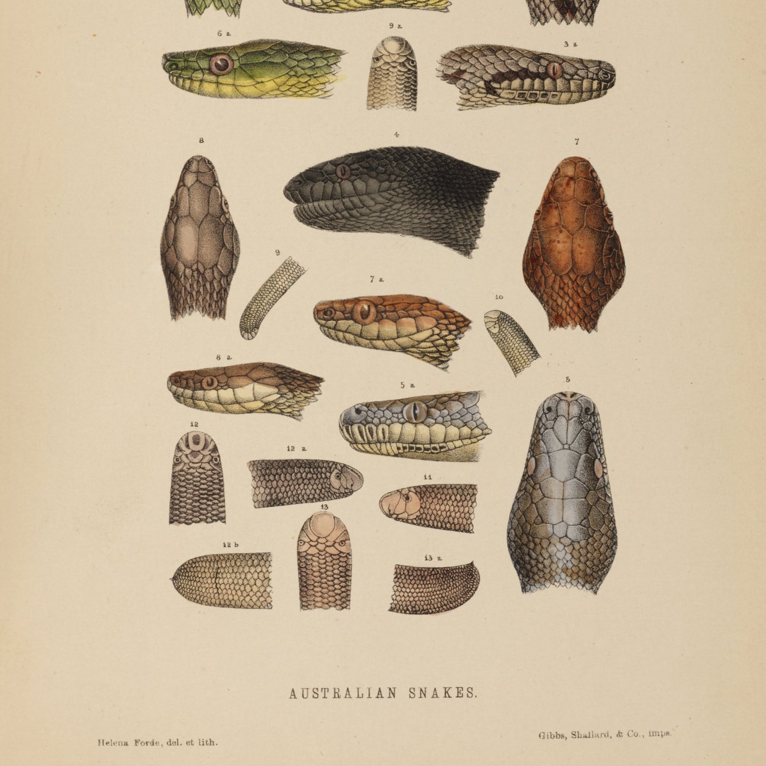 The Snakes of Australia Print - A2