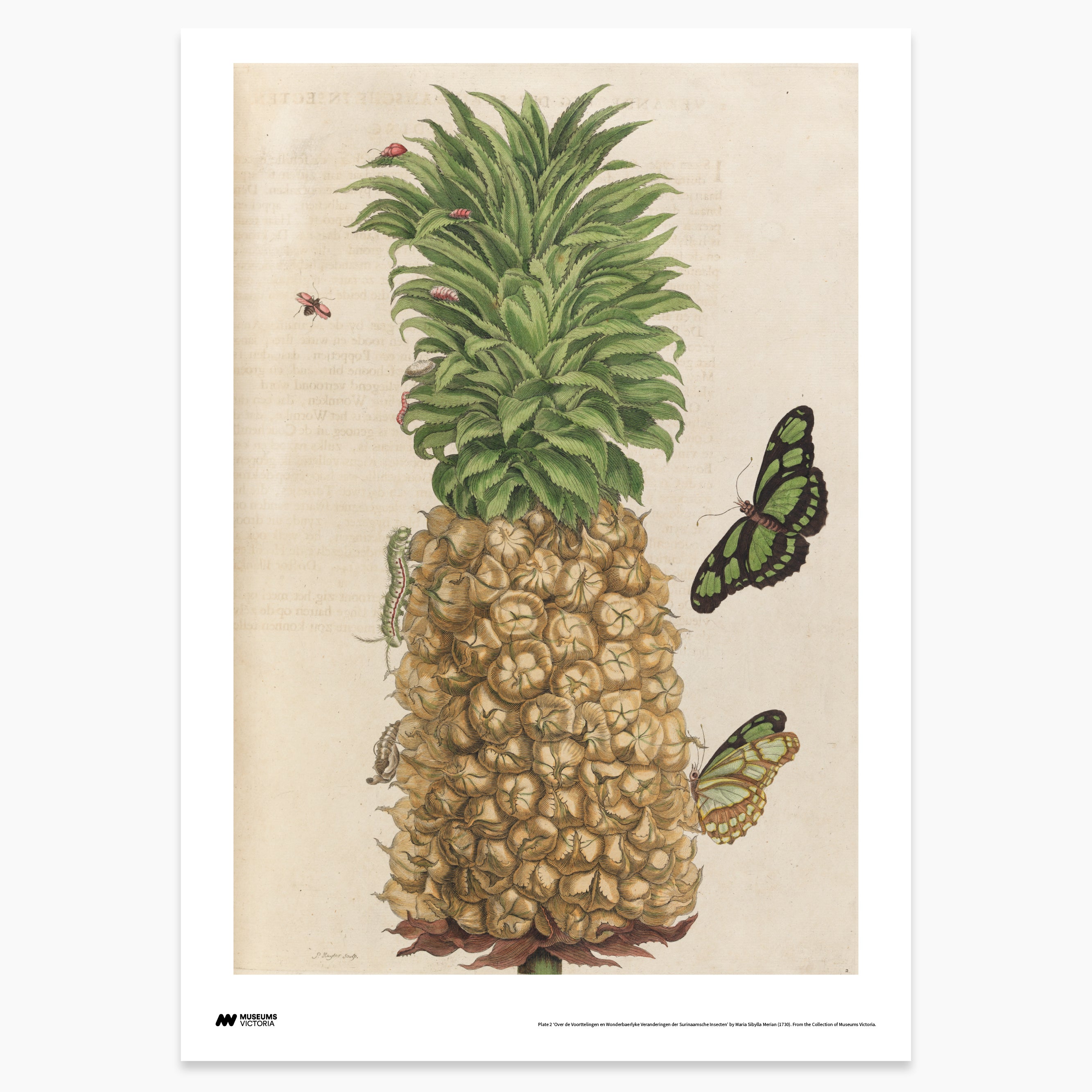 Insects with Pineapple Print - A2