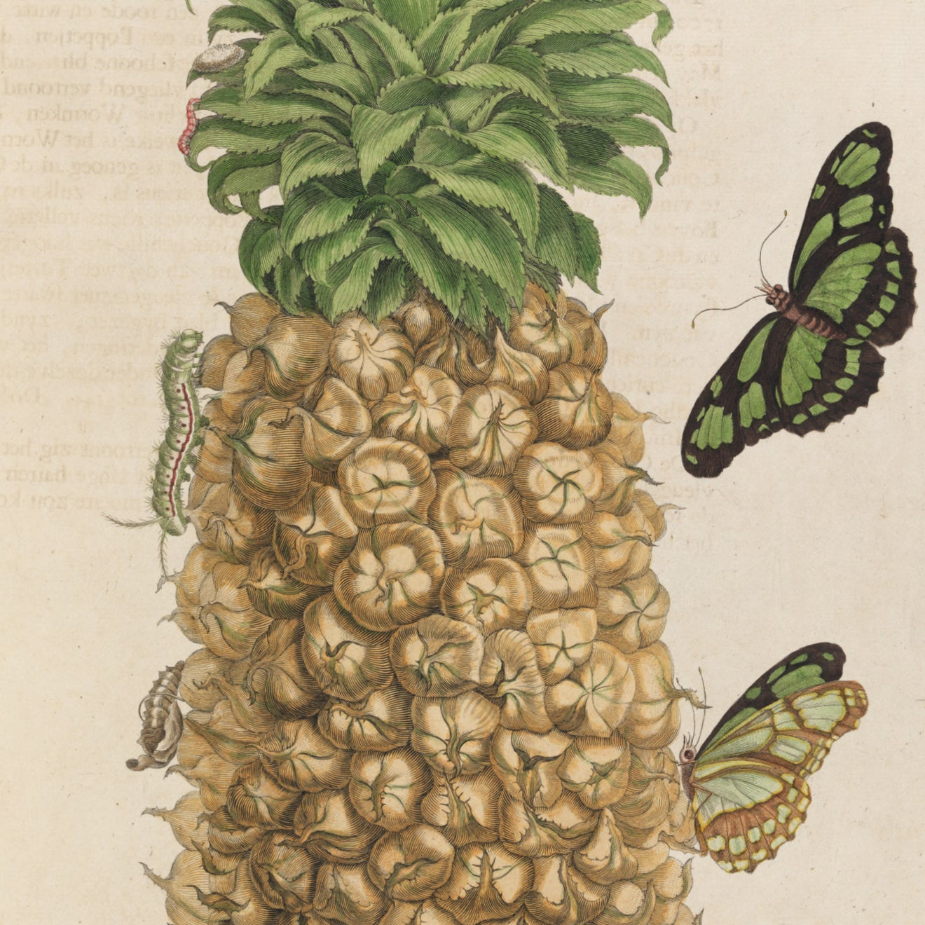Insects with Pineapple Print - A2