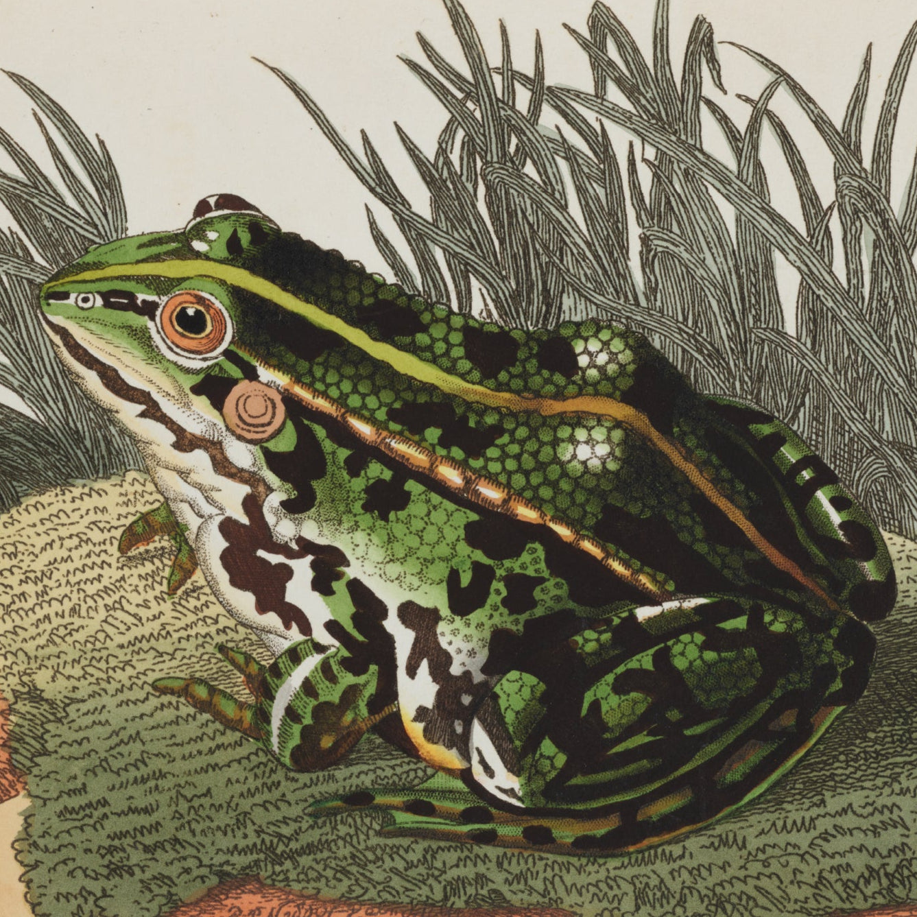 Green Frog Print - A2
