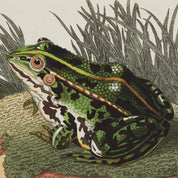 Green Frog Print - A2