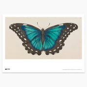 Blue Morpho Butterfly Print - A2