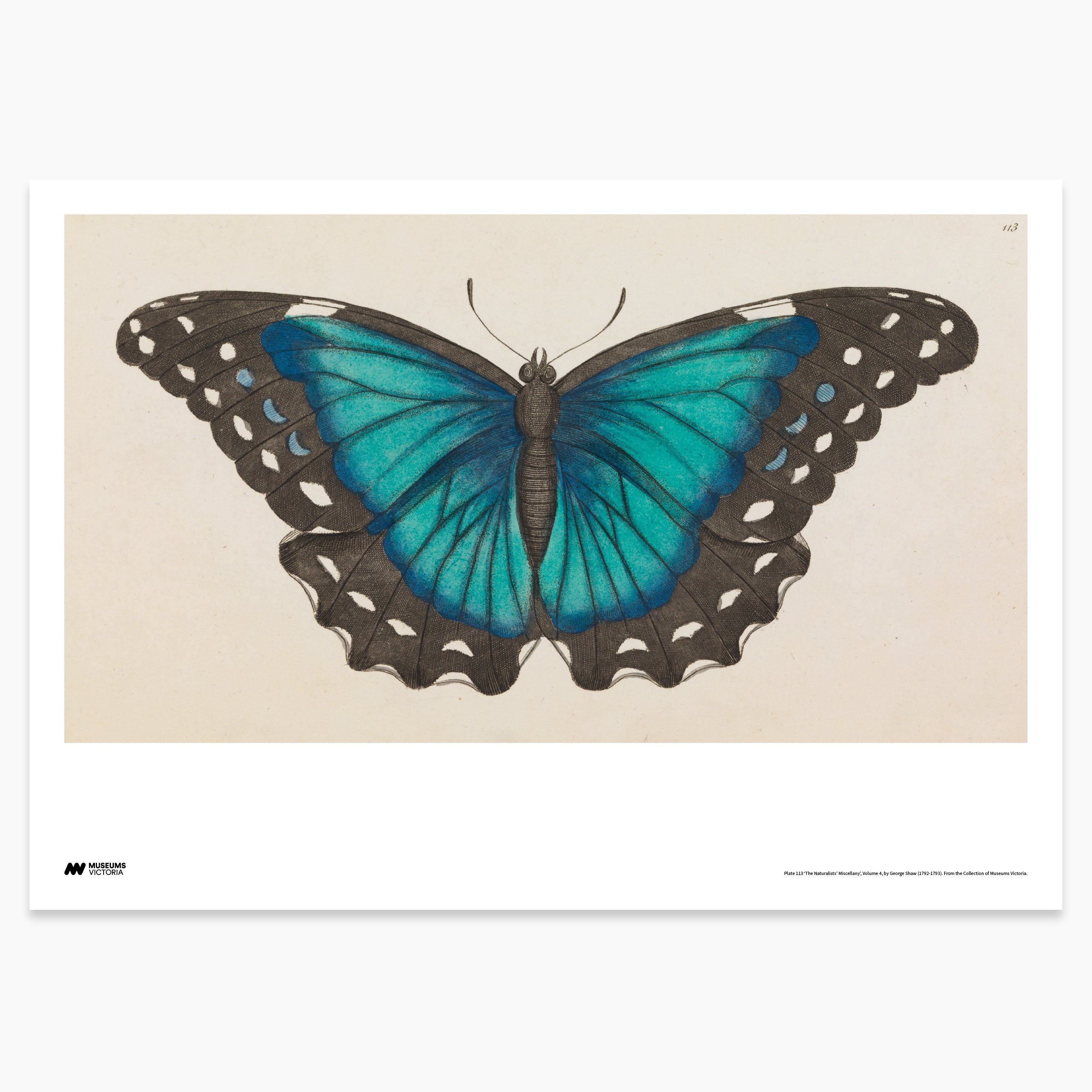 Blue Morpho Butterfly Print - A2